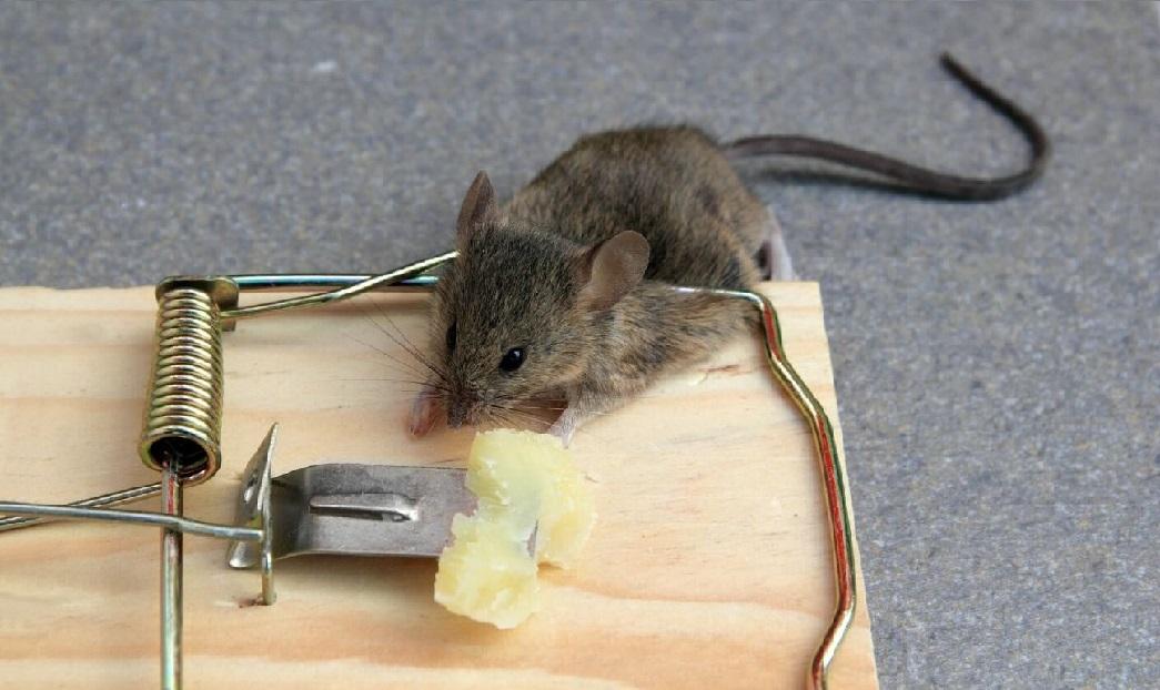 מלכודת עכברים מקצועית
