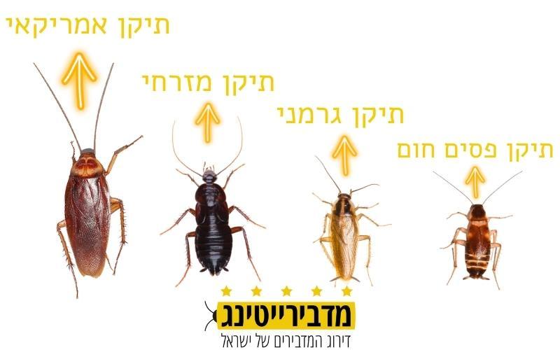 סוגי תיקנים נפוצים בישראל