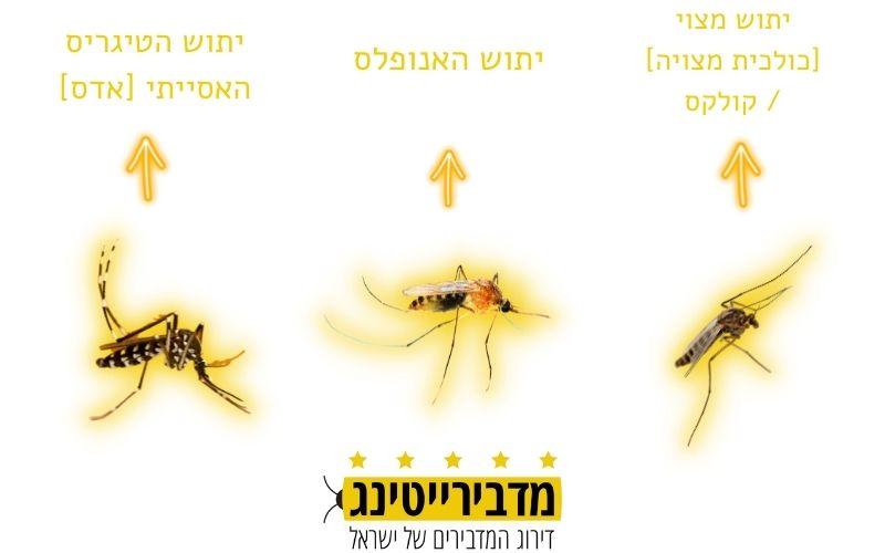 סוגי יתושים בישראל