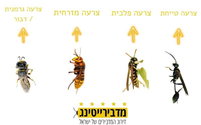 סוגי צרעות בישראל