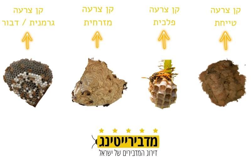 סוגי קיני צרעות בישראל